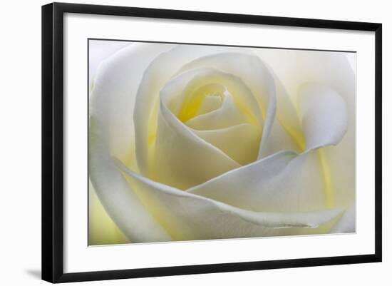 White Rose-null-Framed Photographic Print