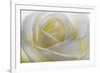 White Rose-null-Framed Photographic Print