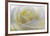 White Rose-null-Framed Photographic Print