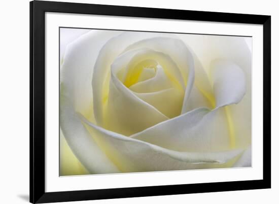 White Rose-null-Framed Photographic Print