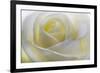 White Rose-null-Framed Photographic Print