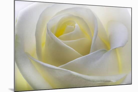 White Rose-null-Mounted Photographic Print