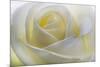 White Rose-null-Mounted Photographic Print