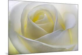 White Rose-null-Mounted Photographic Print