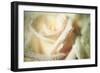 White Rose-Erin Berzel-Framed Photographic Print