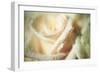 White Rose-Erin Berzel-Framed Photographic Print