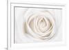 White Rose-Cora Niele-Framed Photographic Print