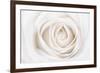 White Rose-Cora Niele-Framed Photographic Print