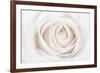 White Rose-Cora Niele-Framed Photographic Print