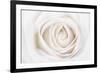 White Rose-Cora Niele-Framed Photographic Print