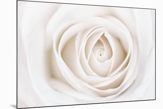 White Rose-Cora Niele-Mounted Photographic Print