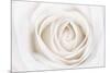 White Rose-Cora Niele-Mounted Photographic Print