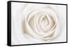 White Rose-Cora Niele-Framed Stretched Canvas