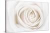White Rose-Cora Niele-Stretched Canvas