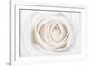 White Rose-Cora Niele-Framed Photographic Print