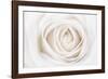 White Rose-Cora Niele-Framed Photographic Print