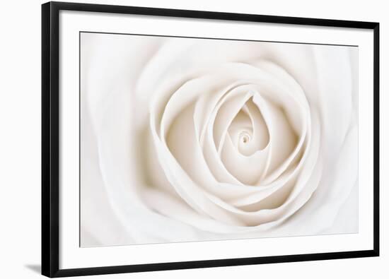 White Rose-Cora Niele-Framed Photographic Print