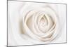 White Rose-Cora Niele-Mounted Photographic Print