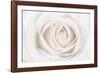 White Rose-Cora Niele-Framed Photographic Print