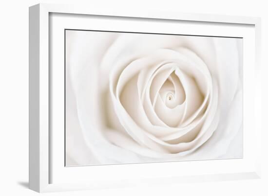 White Rose-Cora Niele-Framed Photographic Print