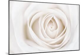 White Rose-Cora Niele-Mounted Photographic Print