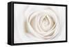 White Rose-Cora Niele-Framed Stretched Canvas