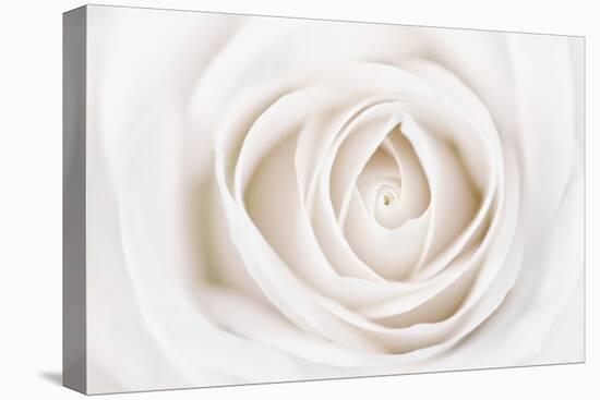 White Rose-Cora Niele-Stretched Canvas