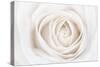 White Rose-Cora Niele-Stretched Canvas