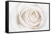 White Rose-Cora Niele-Framed Stretched Canvas