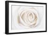White Rose-Cora Niele-Framed Premium Photographic Print