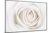 White Rose-Cora Niele-Mounted Premium Photographic Print