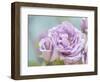 white rose-Viviane Fedieu Danielle-Framed Photographic Print