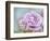 white rose-Viviane Fedieu Danielle-Framed Photographic Print