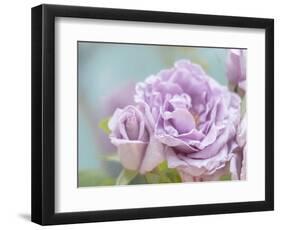 white rose-Viviane Fedieu Danielle-Framed Photographic Print