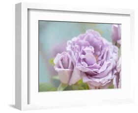 white rose-Viviane Fedieu Danielle-Framed Photographic Print