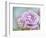 white rose-Viviane Fedieu Danielle-Framed Photographic Print