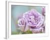 white rose-Viviane Fedieu Danielle-Framed Photographic Print