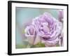 white rose-Viviane Fedieu Danielle-Framed Photographic Print