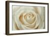 White Rose-Cora Niele-Framed Giclee Print