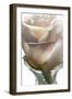 White Rose-Ruth Day-Framed Giclee Print