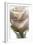 White Rose-Ruth Day-Framed Giclee Print