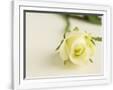 Gramercy White