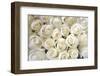 WHITE ROSES BACKGROUND-Ev Thomas-Framed Photographic Print