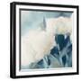 White Roses II-Dan Meneely-Framed Art Print