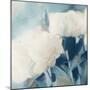 White Roses II-Dan Meneely-Mounted Art Print