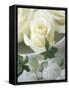 White Roses in a Bowl-Jean Cazals-Framed Stretched Canvas