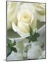 White Roses in a Bowl-Jean Cazals-Mounted Photographic Print