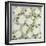 White Roses- Square-Carissa Luminess-Framed Giclee Print