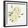 White Roses-Janneke Brinkman-Salentijn-Framed Giclee Print