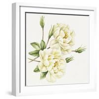 White Roses-Janneke Brinkman-Salentijn-Framed Giclee Print